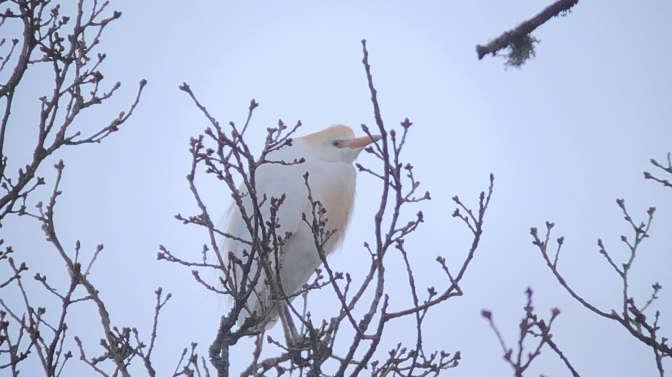 Hallands första kohäger!