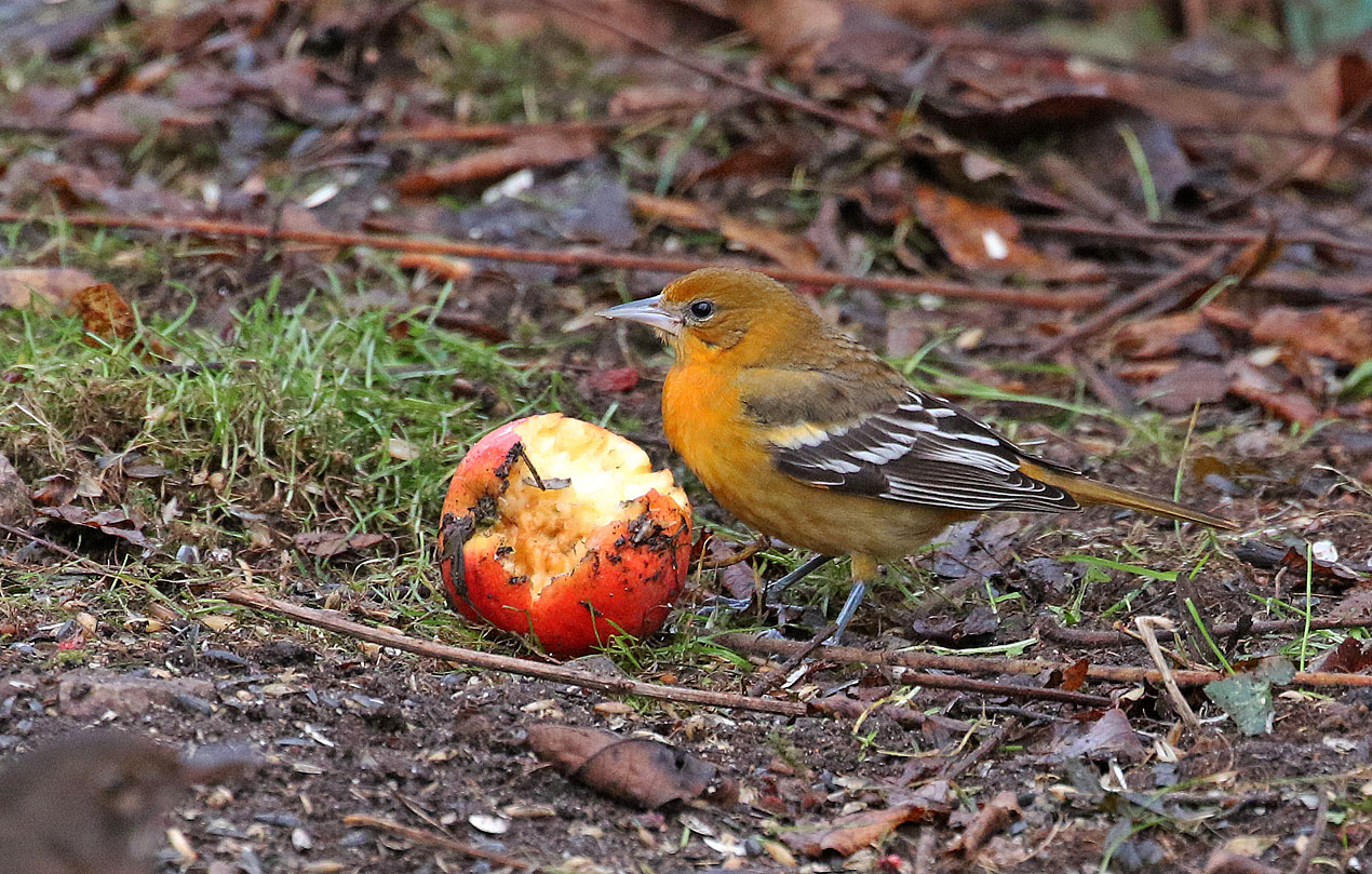 På matningen vid Dammvägen 12