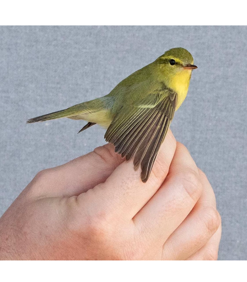 DNA bekräfta artbestämning 