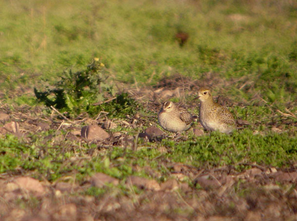 Tänkte att jämförelsen <br>med ljungpipare <br>kanske var intressant...