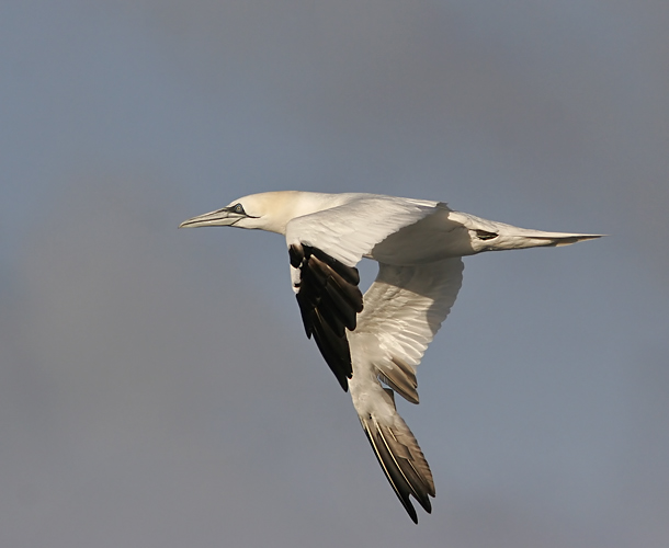 Fler bilder på <br>www.praktejder.se
