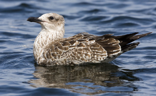 Fler och större bilder <br>på <br>www.pbase.com/tbernh<br>ardsson