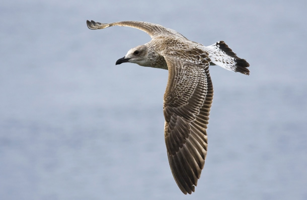 Fler och större bilder <br>på <br>www.pbase.com/tbernh<br>ardsson