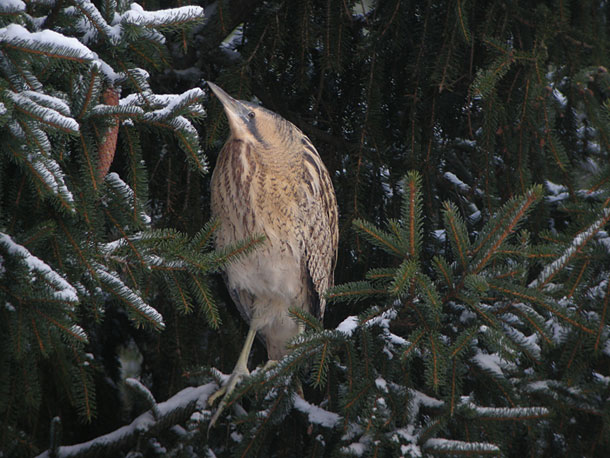 Fler bilder finns på <br>www.fageltornet.se