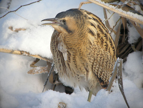 Fler bilder finns på <br>www.fageltornet.se