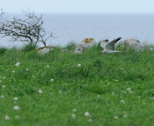 Nu börjar det bli <br>stökigt... Detta är 3K-<br>hane nr 1, den som <br>kort var tillsammans <br>med 2K-fågeln