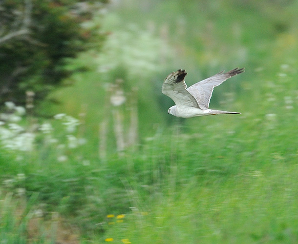 ....en 3K hane nr 3!!!!??? <br>Eller kan 3:an vara <br>1:an som har gjort en <br>gigantisk <br>bumerangsväng och på <br>nytt dra norrut? <br>Hursomhaver, så <br>handlar det om 1 st 2K <br>och mins 2 st 3K hanar. <br>Common bird...