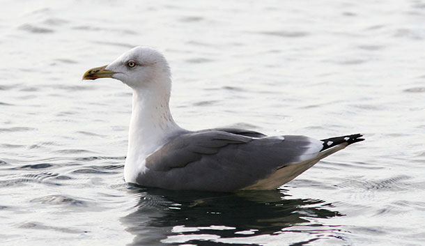 Någon som kan säga <br>något om åldern på <br>denna?