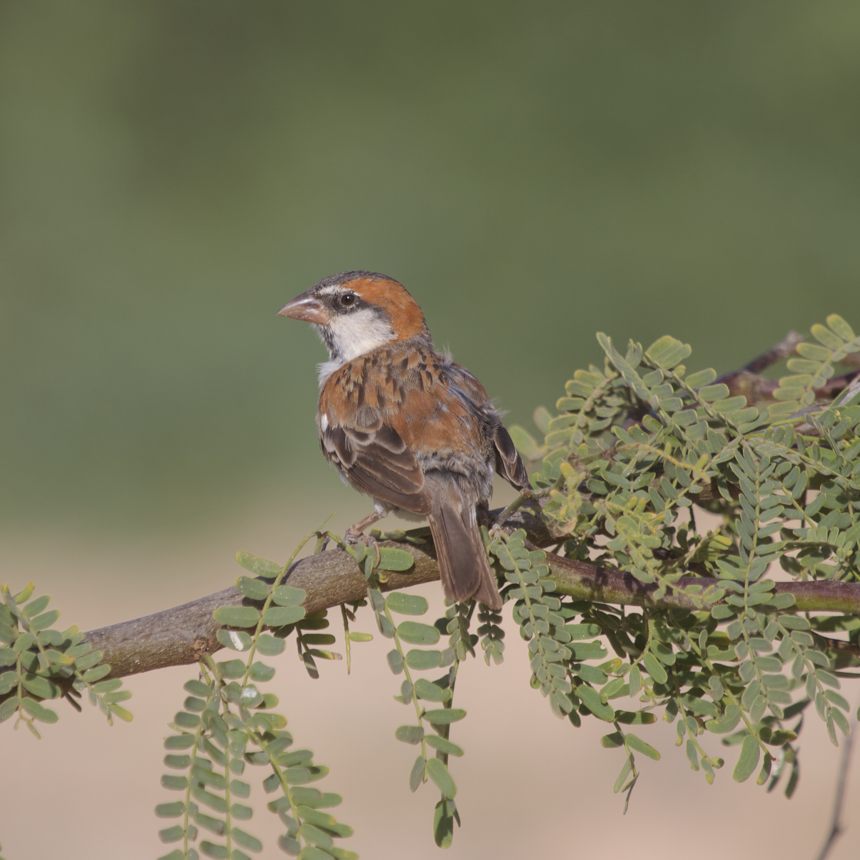 Fler bilder på avipics.com.
